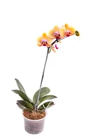 Orquídea Phaleanopsis Pote 15