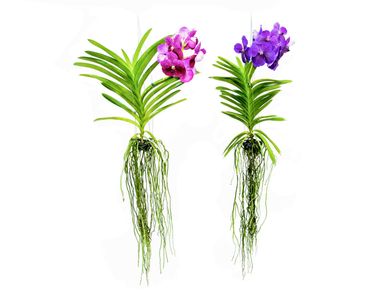Orqudea Vanda