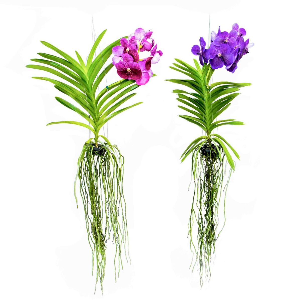 Orquídea Vanda Planta Natural, marca Timlog - Foto Principal