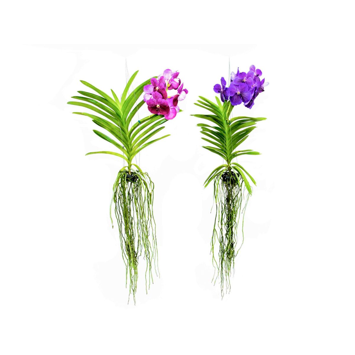 Orquídea Vanda Planta Natural, marca Timlog - Foto Principal