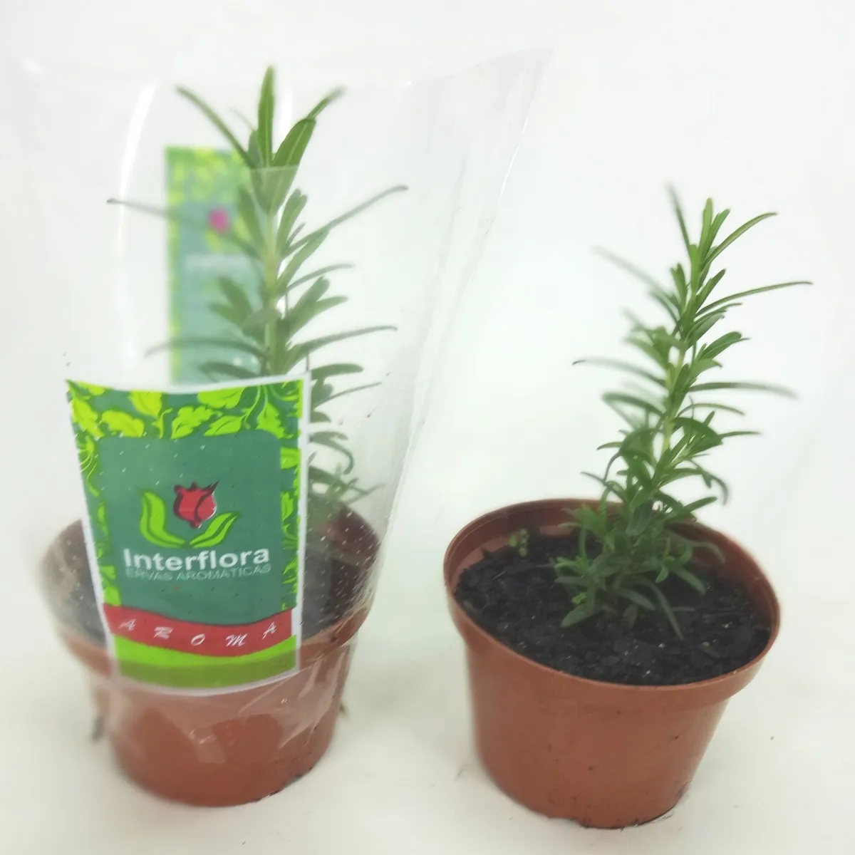 Alecrim Pote 11 Planta Natural, marca Timlog - Foto Principal