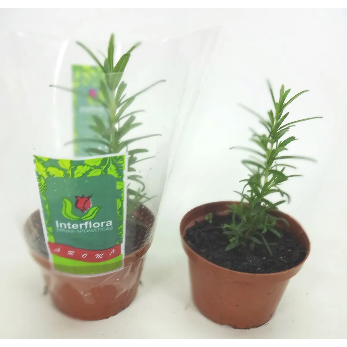 Alecrim Pote 11 Planta Natural, marca Timlog - Foto Principal