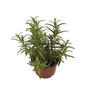 Alecrim Pote 24 Verde