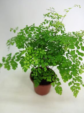 Avenca Variada Pote 14, Verde
