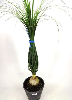 Beucarnea Pote 24, Verde