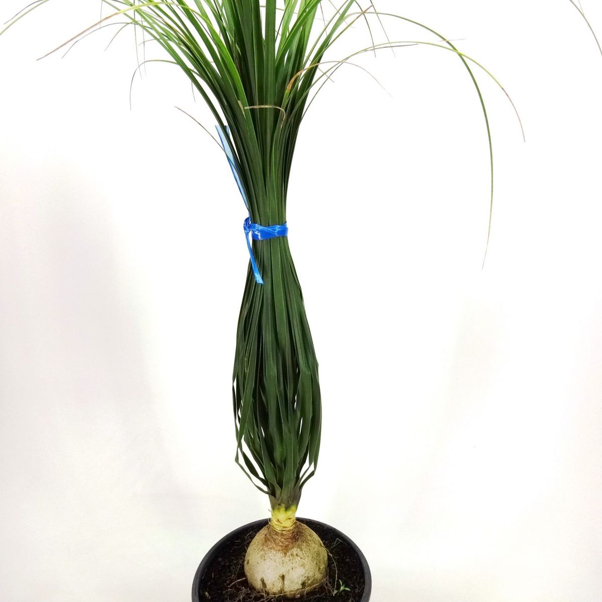Beaucarnea Pata de Elefante Pote 24 Planta Natural, marca Timlog - Foto Principal