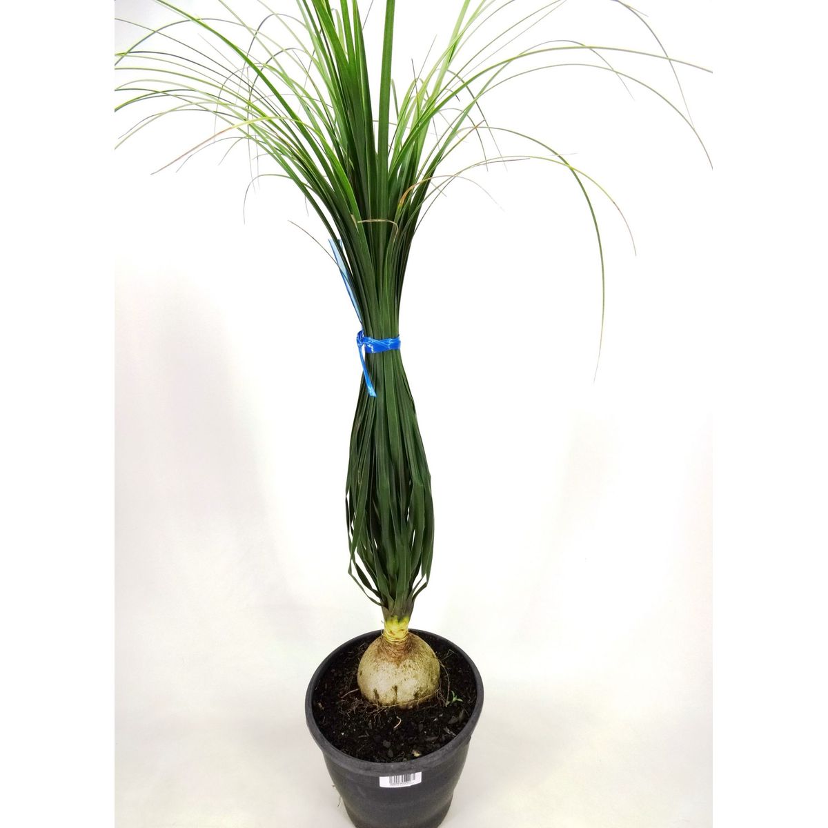 Beaucarnea Pata de Elefante Pote 24 Planta Natural, marca Timlog - Foto Principal