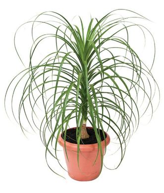 Beucarnea Pote 17, Verde