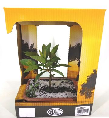 Bonsai Jovem Fruta, Verde