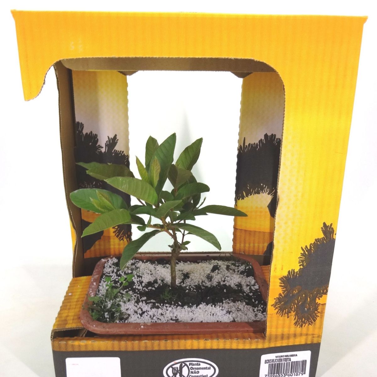 Bonsai Jovem Fruta Planta Natural, marca Timlog - Foto Principal