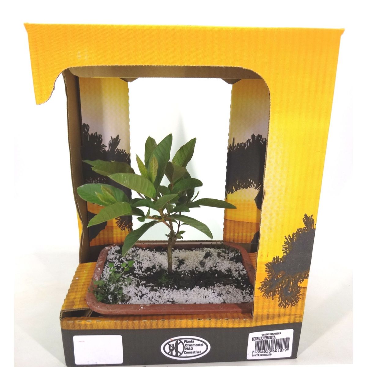 Bonsai Jovem Fruta Planta Natural, marca Timlog - Foto Principal