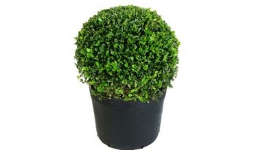 Buxinho Pote 24, Verde
