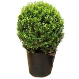 Arbusto Buxinho Pote 30 Planta Natural