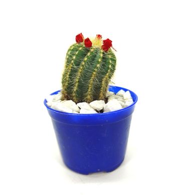 Cactus Enxertado Pote 07