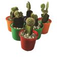 Cacto Enxertado Pote 10 Planta Natural