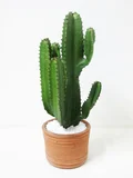 Cactus Mandacaru ,Verde, 50cm