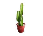 Cacto Mandacaru 80cm Planta Natural