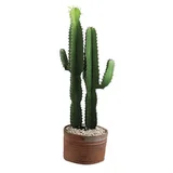 Cacto Mandacaru 170cm Planta Natural