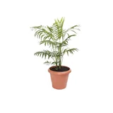 Chamaedorea Elegans Pote 17