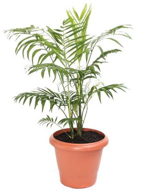 Chamaedorea Elegans Pote 24
