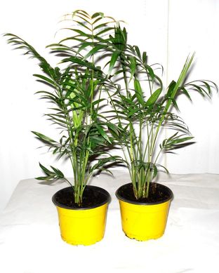 Chamaeodora Elegans Pote 11