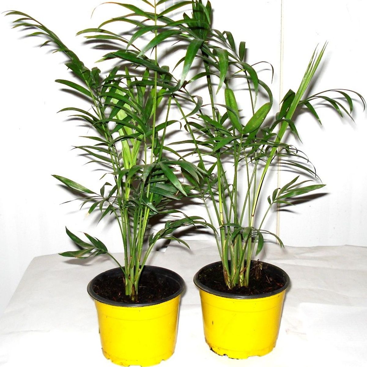 Palmeira Chamaeodora Elegans Pote 11 Planta Natural, marca Timlog - Foto Principal