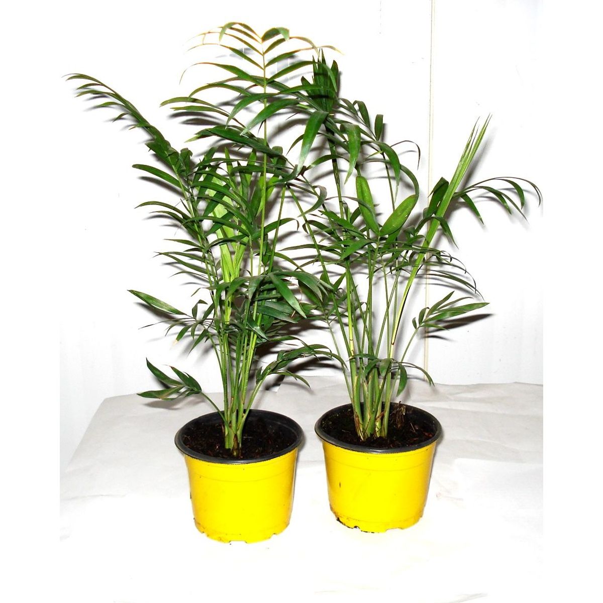 Palmeira Chamaeodora Elegans Pote 11 Planta Natural, marca Timlog - Foto Principal