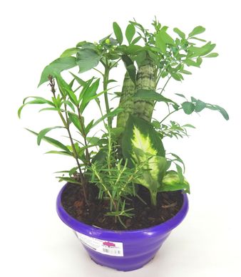 Coquetel 7 Ervas C21