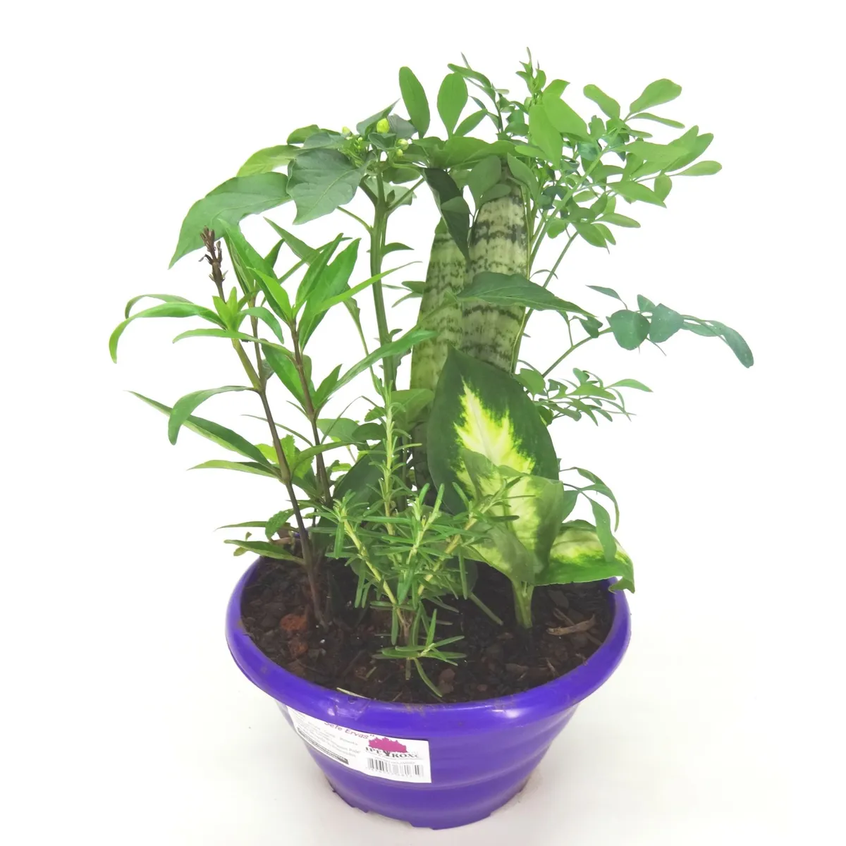 Coquetel 7 Ervas Cuia 21 Planta Natural, marca Timlog - Foto Principal