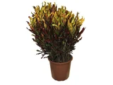 Croton Gingha Pote 24