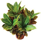 Croton Hib Petra Pote 24