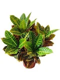 Croton Petra Pote 19 Timlog