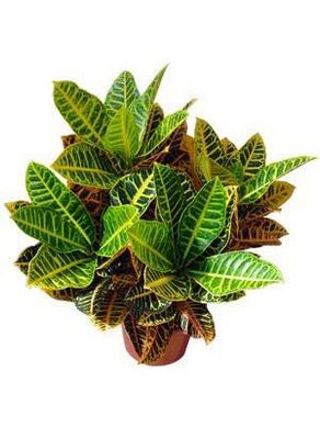 Croton Petra Pote 19