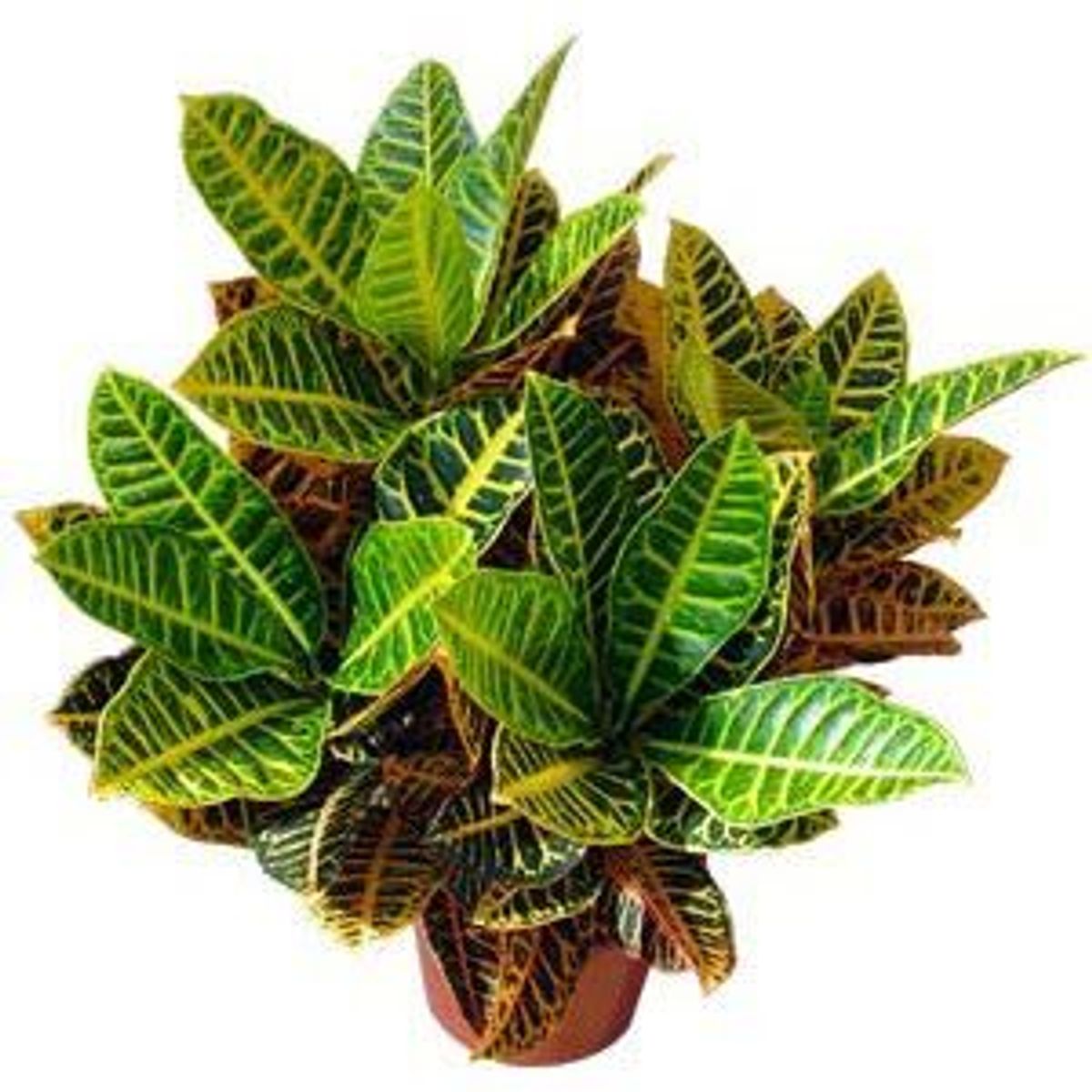 Croton Petra Pote 19 Timlog, marca Timlog - Foto Principal