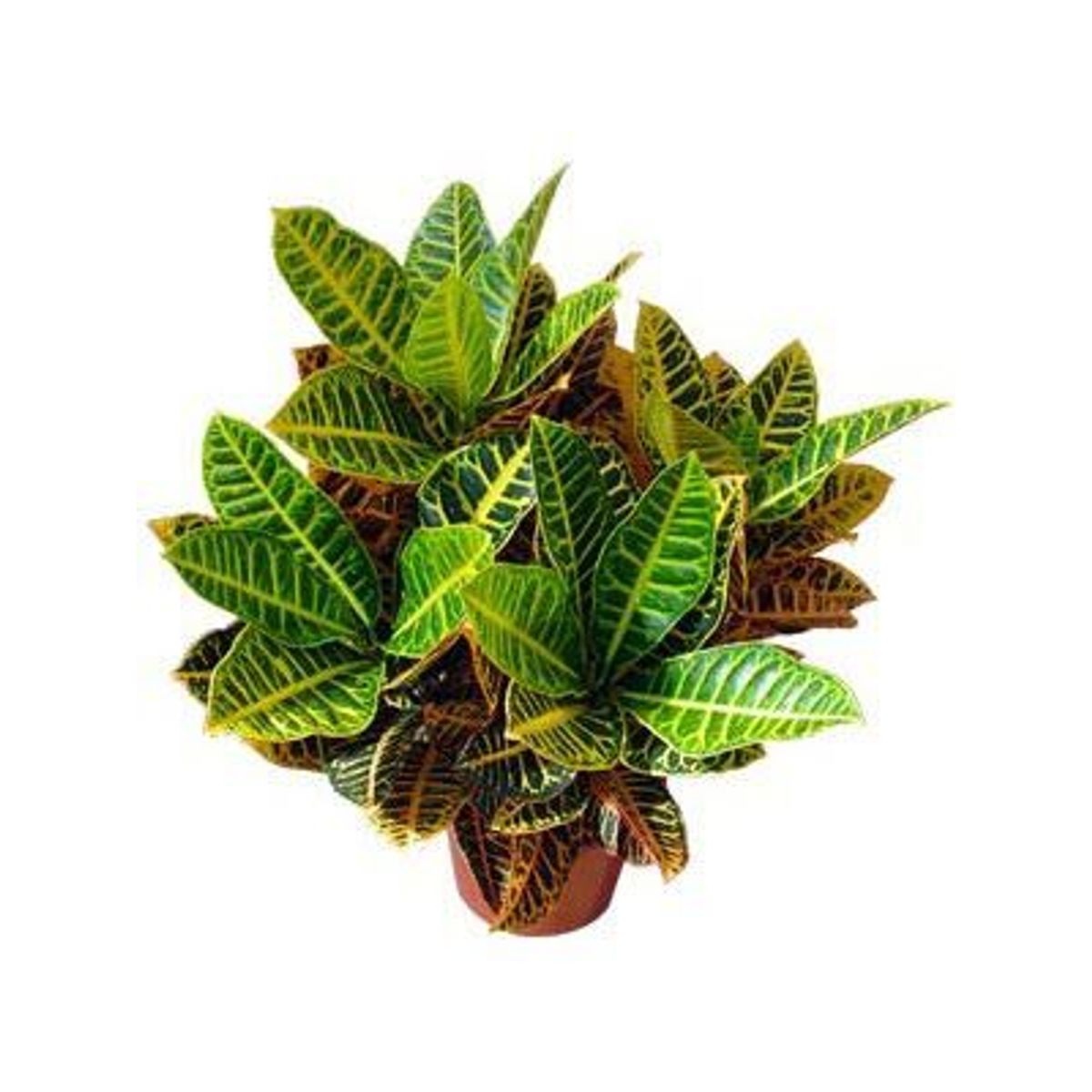 Croton Petra Pote 19 Timlog, marca Timlog - Foto Principal