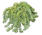Sedum Morganianum Dedo de Moça Cuia 18 Planta Natural