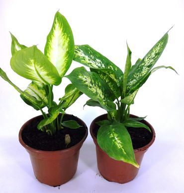 Dieffenbachia Variada Pote 14