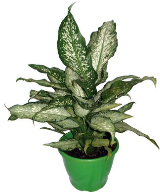 Dieffenbachia Variada Pote 17