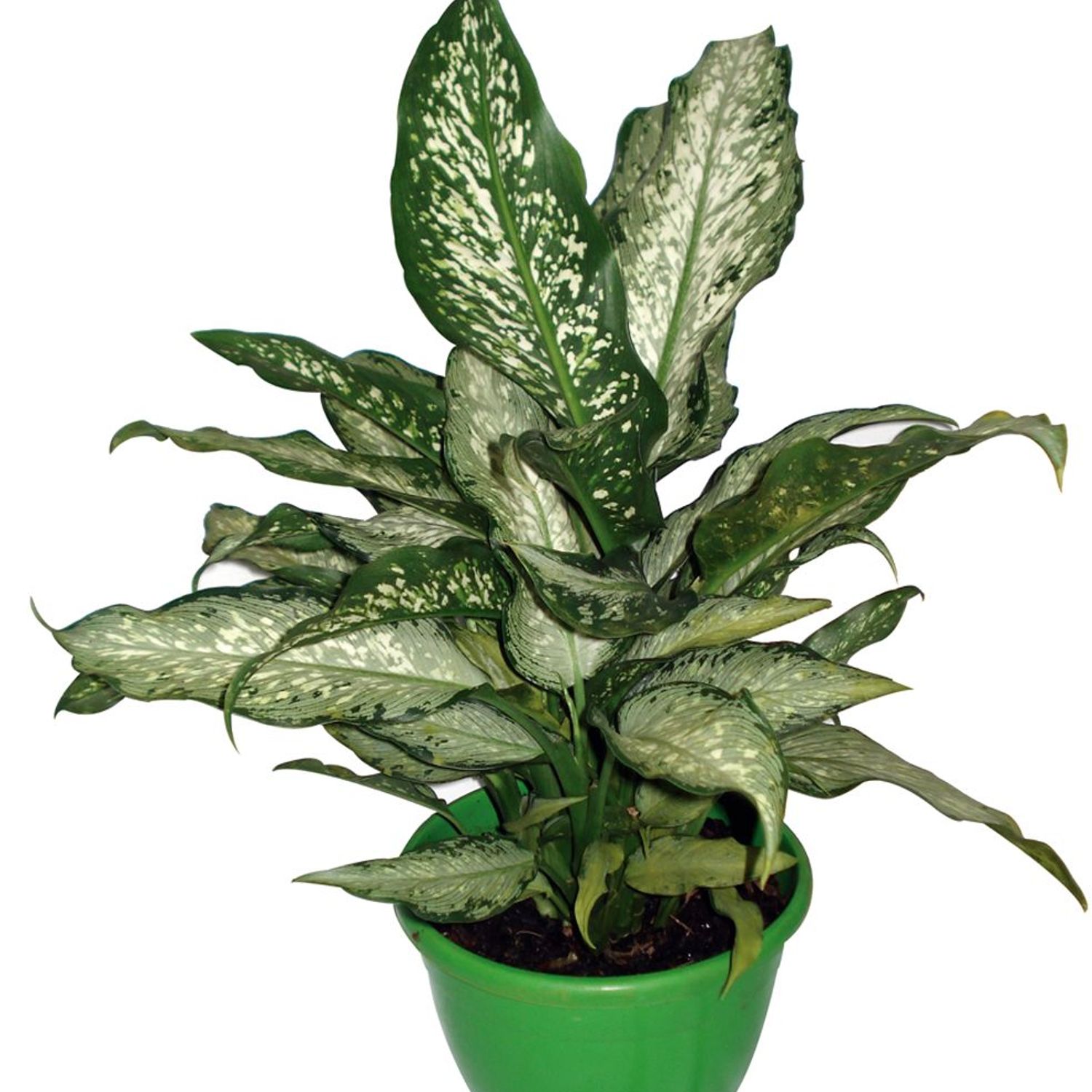 Dieffenbachia Sortida Pote 17 Planta Natural | Sodimac