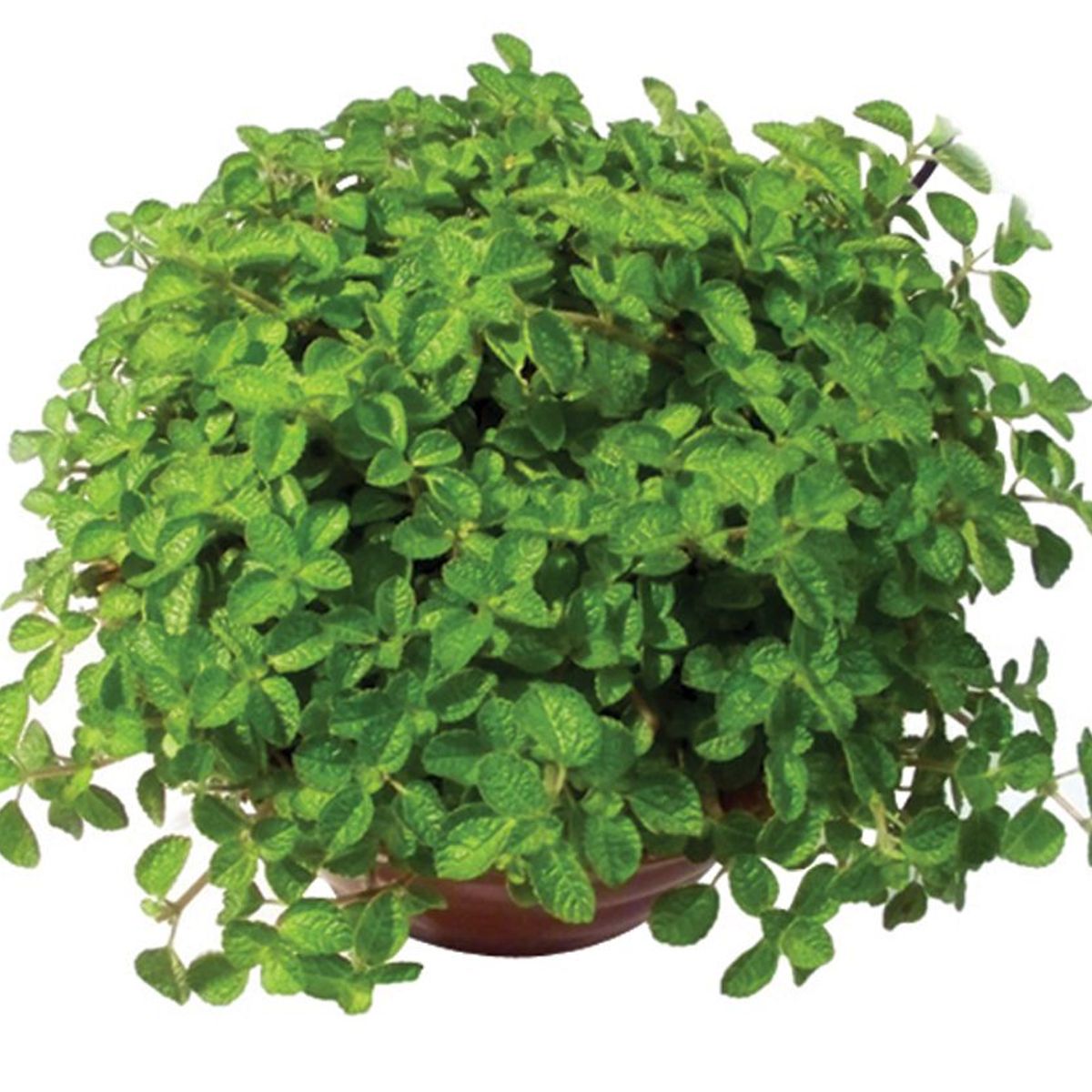 Dinheiro em Penca Cuia 21 Planta Natural, marca Timlog - Foto Principal