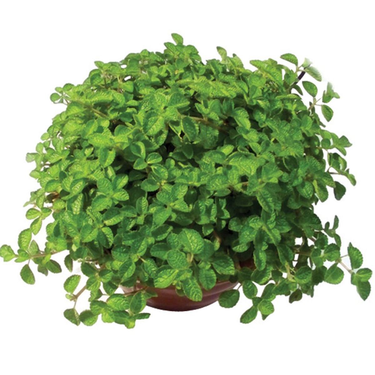 Dinheiro em Penca Cuia 21 Planta Natural, marca Timlog - Foto Principal
