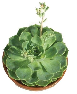 Echeveria Cuia 21