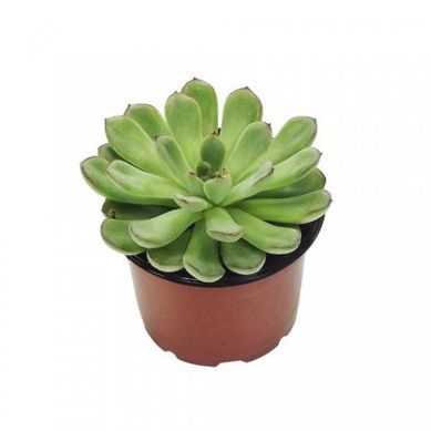 Echeveria Pote 11