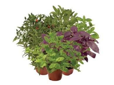Ervas Aromticas Pote 11