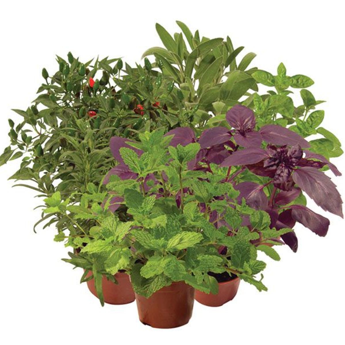 Ervas Aromáticas Pote 11 Planta Natural, marca Timlog - Foto Principal