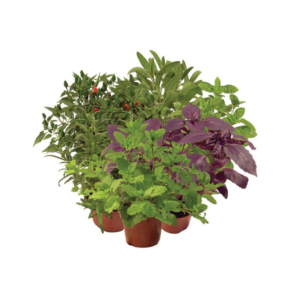 Ervas Aromáticas Pote 11 Planta Natural, marca Timlog - Foto Principal
