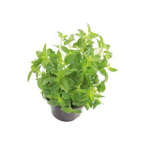 Ervas Aromticas Pote 14