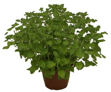 Ervas Aromticas Pote 24