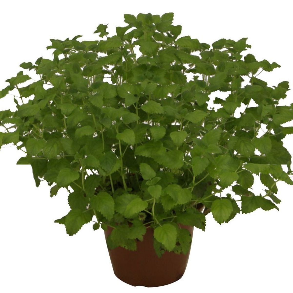 Ervas Aromáticas Pote 24 Planta Natural, marca Timlog - Foto Principal