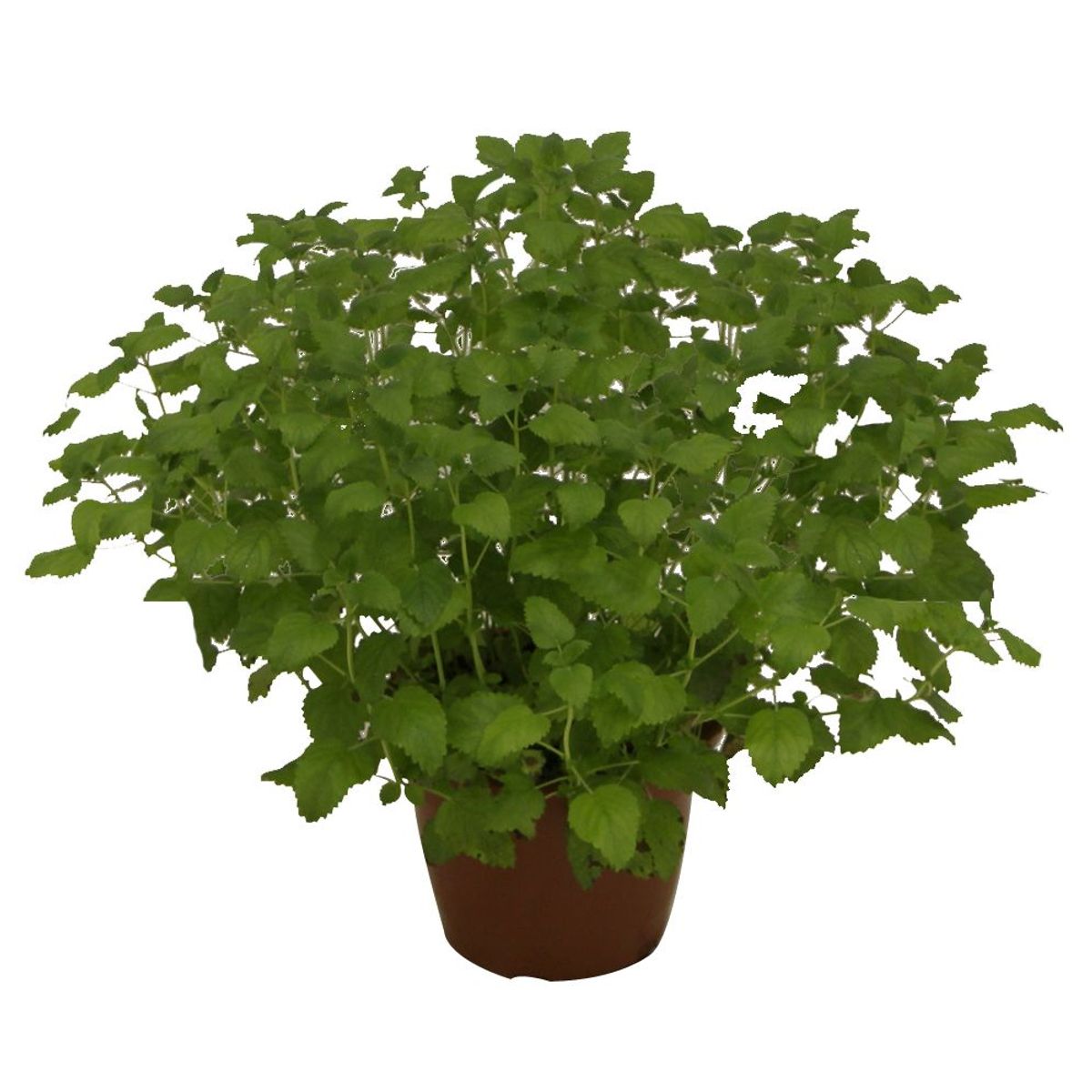 Ervas Aromáticas Pote 24 Planta Natural, marca Timlog - Foto Principal